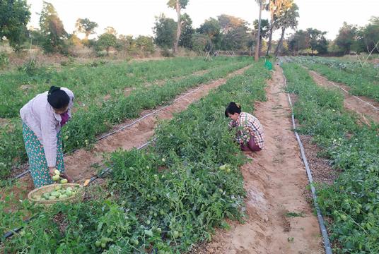 မကွေးမြို့နယ် စည်ပင်ကျေးရွာမှ ယာမြေတစ်ခုတွင် မြေအောက်ရေကို ဆိုလာစနစ်ဖြင့်တင်၍ စိုက်ပျိုးထားသည့် ခရမ်းချဉ်ခင်းတွင် ခရမ်းချဉ်သီးခူးဆွတ်နေသည်ကို တွေ့ရစဉ်
