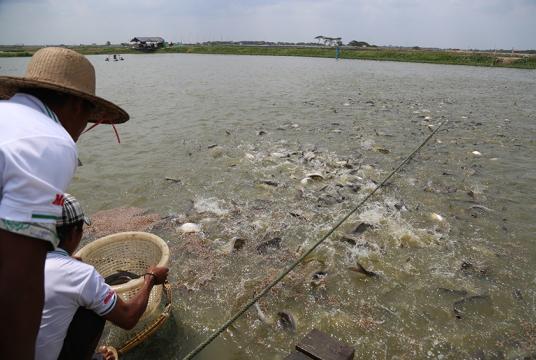 ပန်းတနော်မြို့နယ်အတွင်းရှိ ငါးတန်မွေးမြူရေးလုပ်ငန်းခွင်တစ်ခုကို တွေ့ရစဉ် (ဓာတ်ပုံ- ကြည်နိုင်)